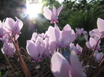 SX31141 Purple flowers in botanical garden.jpg